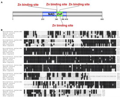 Molecular Cloning and Characterization of Sirtuin 1 and Its Potential Regulation of Lipid Metabolism and Antioxidant Response in Largemouth Bass (Micropterus salmoides)